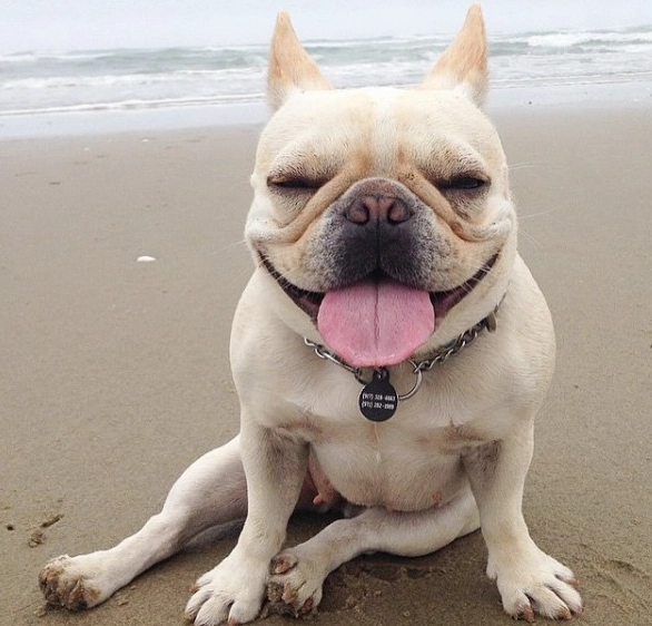 法鬥幾個月定型