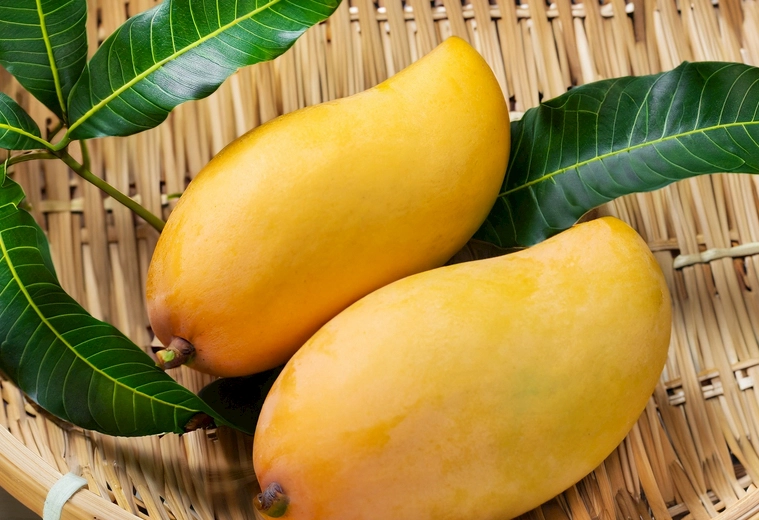 芒果糖尿病 芒果糖尿病