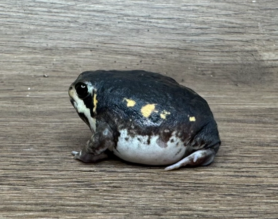 星點黑饅頭蛙 飼養