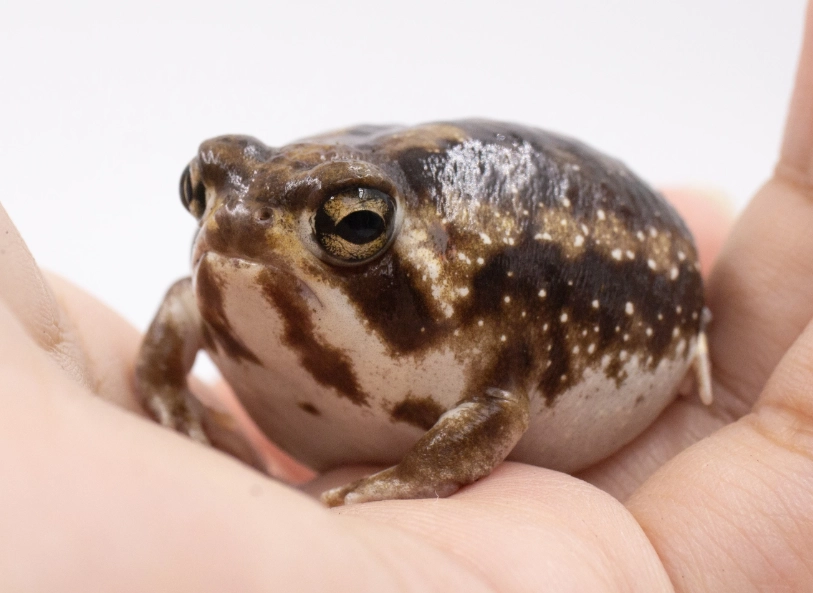 星點黑饅頭蛙飼養全攻略：從環境佈置到日常照護的完整指南