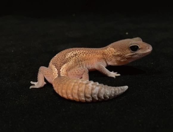 守宮底材選擇 守宮底材選擇