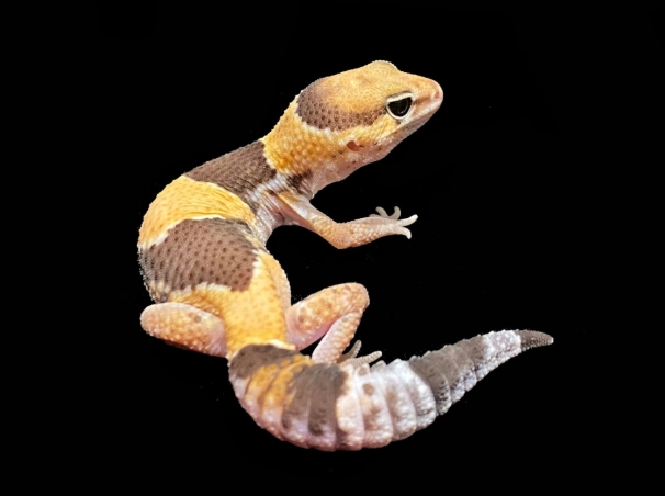 肥尾守宮飼養 肥尾守宮飼養