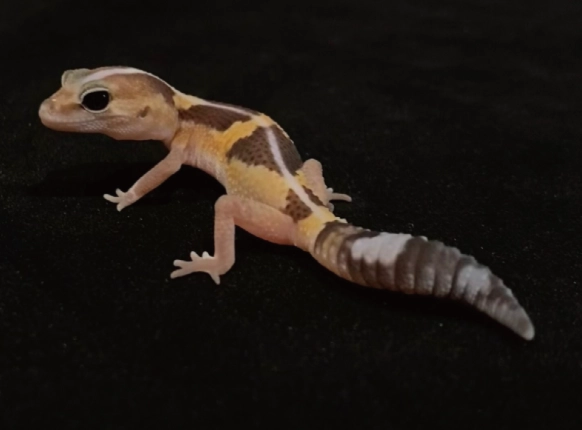 肥尾守宮飼養 肥尾守宮飼養