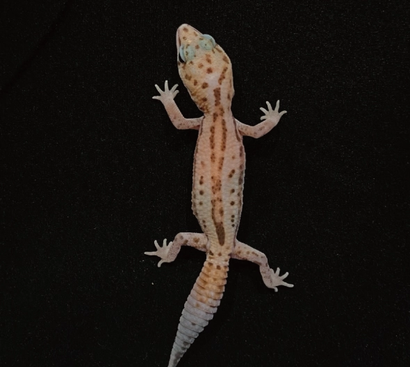 守宮底材選擇 守宮底材選擇