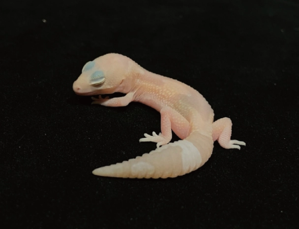 守宮底材選擇 守宮底材選擇