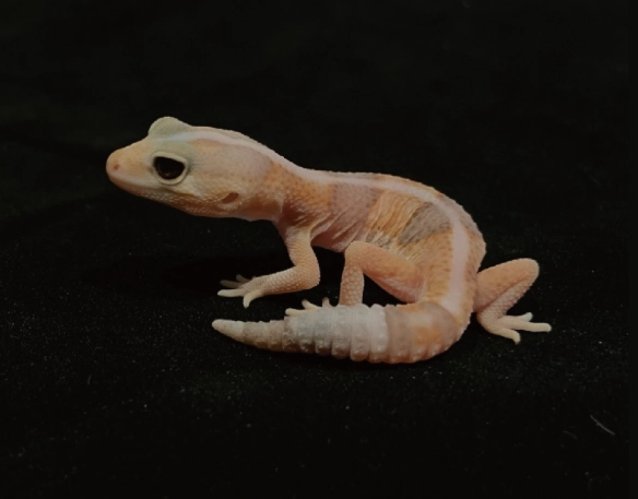 肥尾守宮底材怎麼選？新手常見錯誤與專家推薦指南