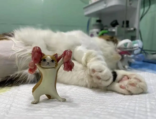 母貓絕育 母貓絕育