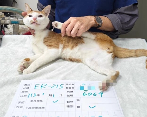 貓咪絕育年齡全攻略：最佳時機、風險評估與術後照顧一次看懂