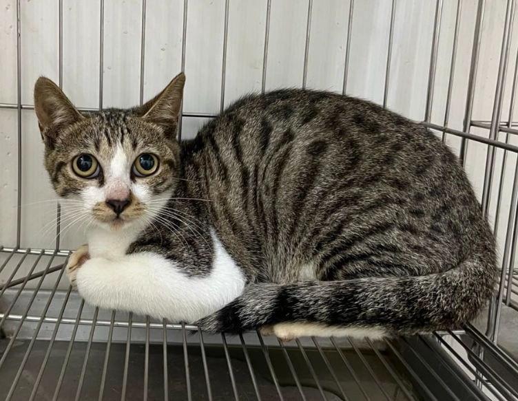 母貓絕育 母貓絕育