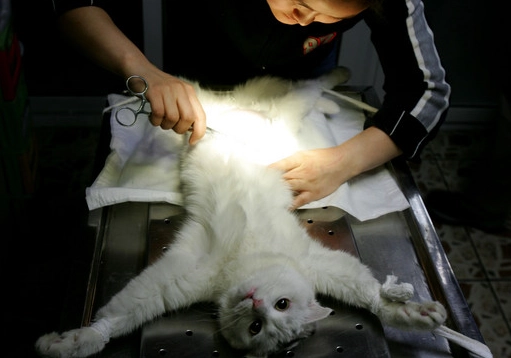 貓結紮時間 貓結紮時間