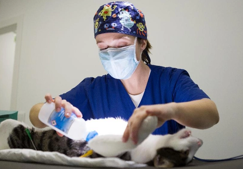 公貓結紮後照顧