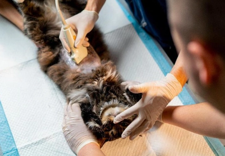 公貓結紮恢復期