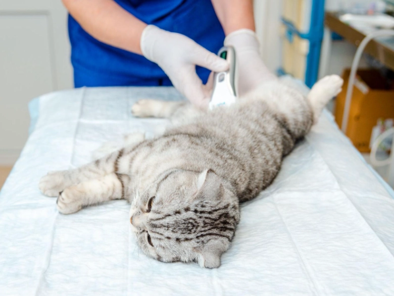 公貓結紮後照顧