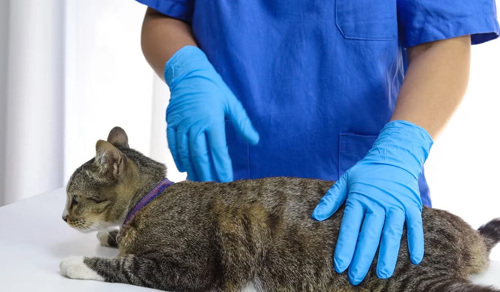 公貓結紮恢復期