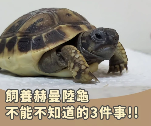 赫曼陸龜飼養