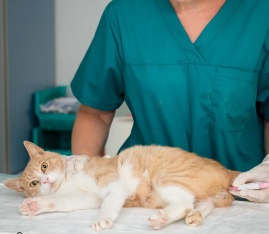 公貓結紮恢復期