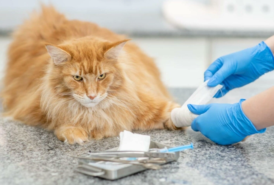 公貓結紮後照顧