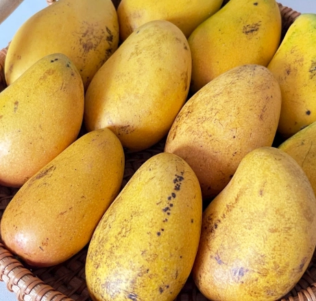 芒果可以放多久