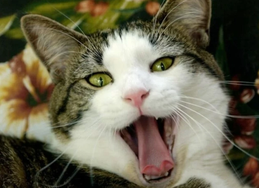 貓咪不舒服叫聲