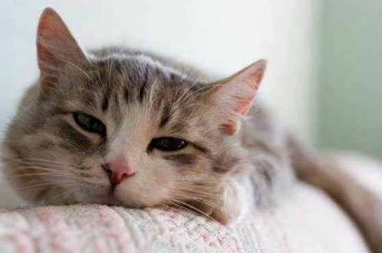 貓咪不舒服叫聲