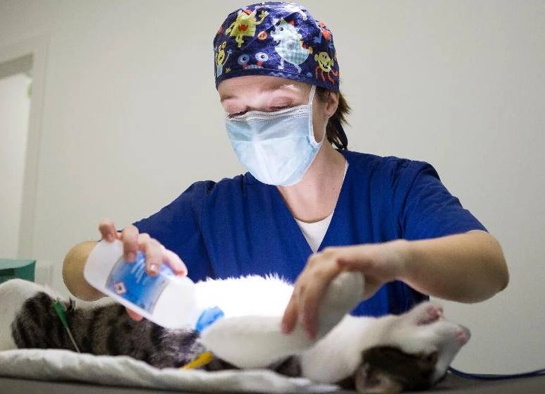 貓結紮恢復時間