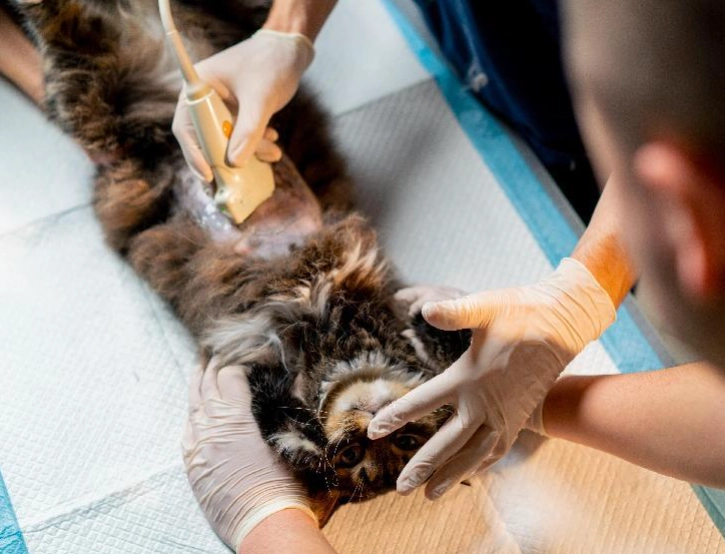 母貓結紮傷口癒合時間