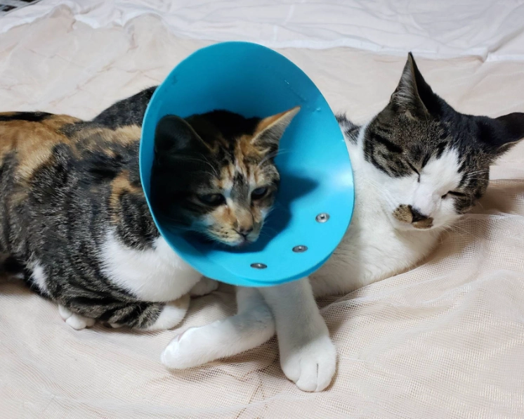 貓結紮恢復時間