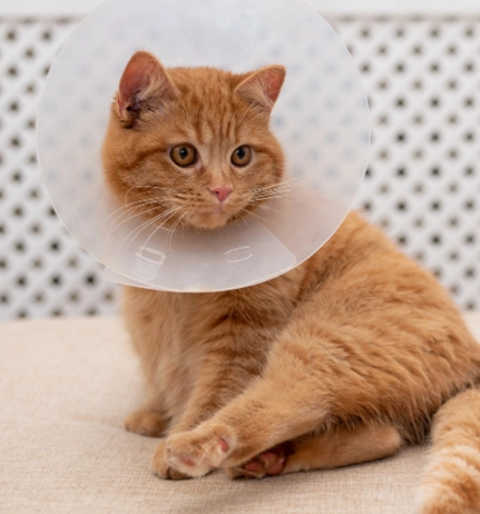 母貓結紮傷口照顧