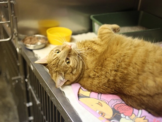 母貓結紮癒合過程