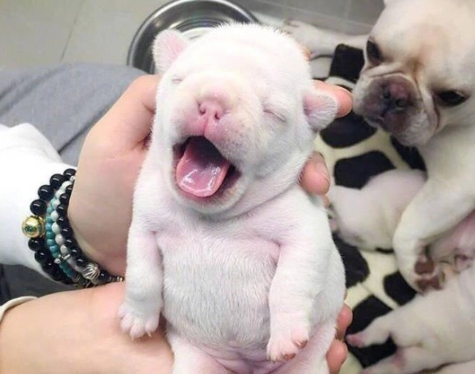 幼犬餵食技巧