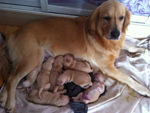新生幼犬照護
