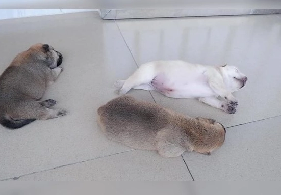 幼犬餵食技巧