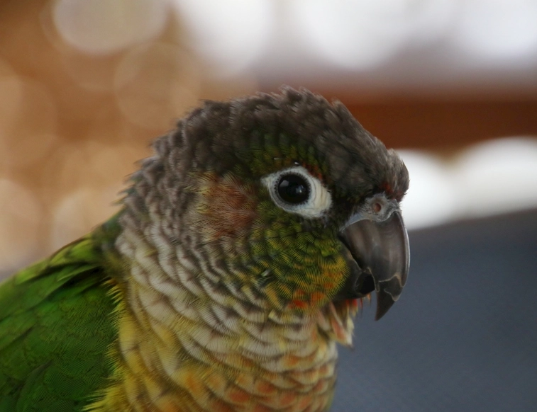 太陽鸚鵡幼鳥價格