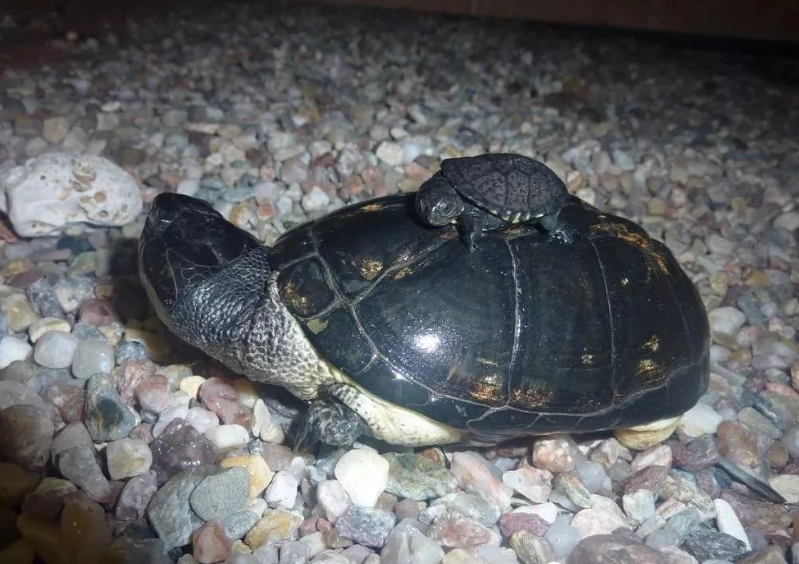 側頸龜飼養