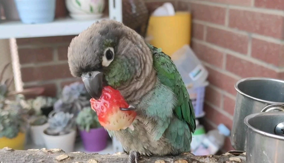 鸚鵡幼鳥行情