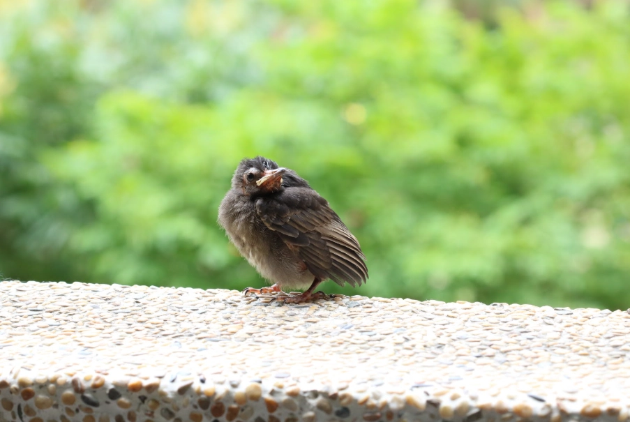 紅嘴黑鵯幼鳥吃什麼