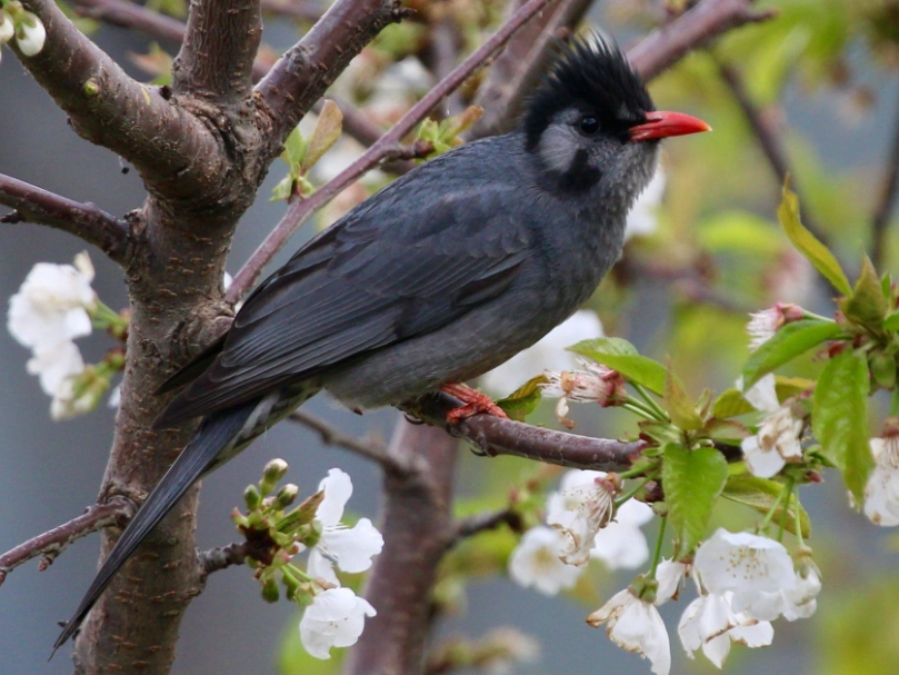 紅嘴黑鵯幼鳥吃什麼