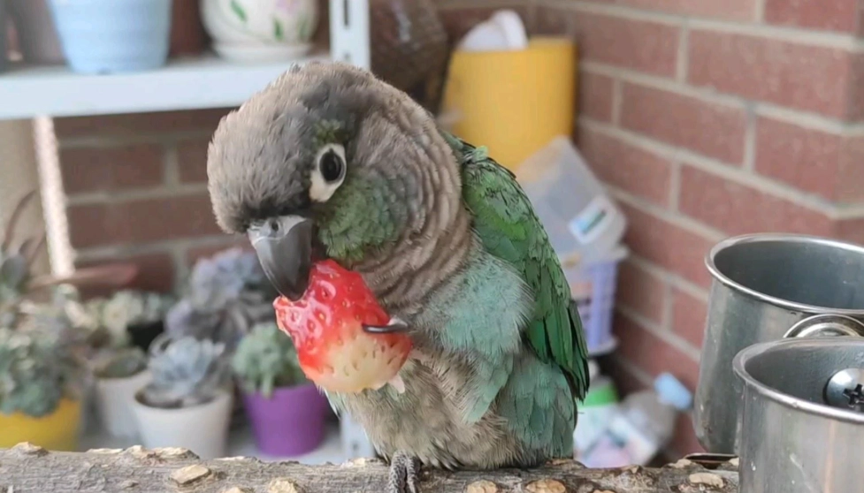 太陽鸚鵡幼鳥價格