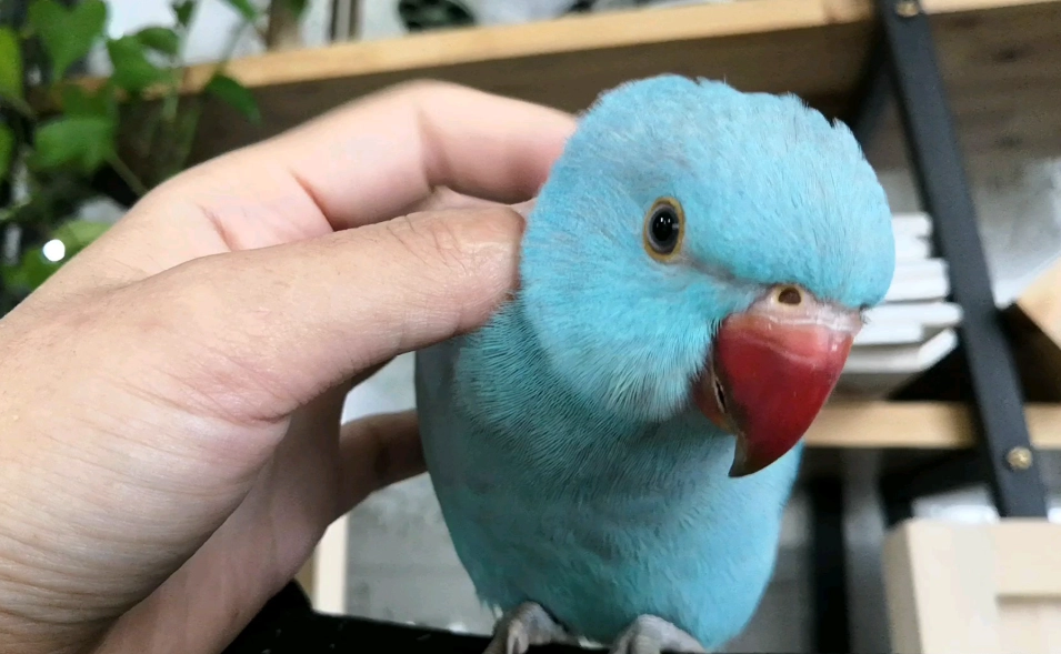 月輪鸚鵡訓練