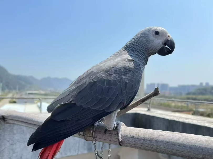 月輪鸚鵡會說話嗎