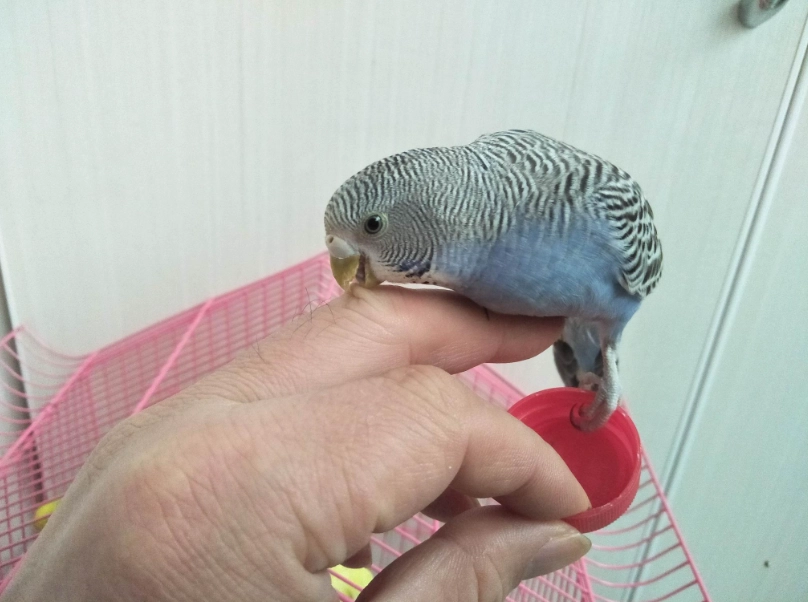 月輪鸚鵡訓練