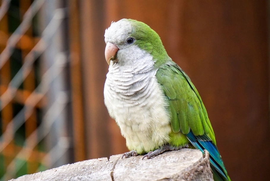 手養鸚鵡幼鳥