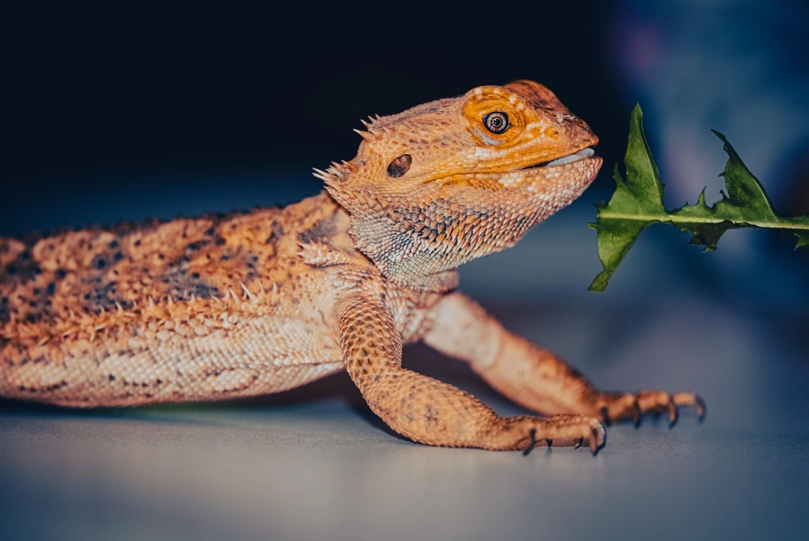 鬆獅蜥 飼養