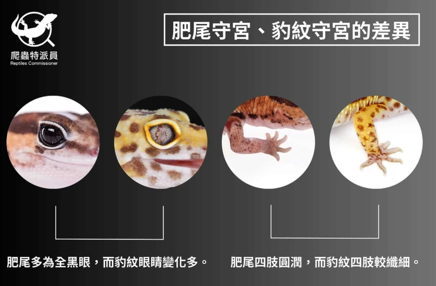 豹紋守宮黑夜飼養
