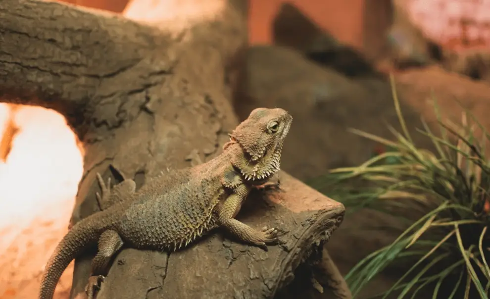 鬆獅蜥 飼養