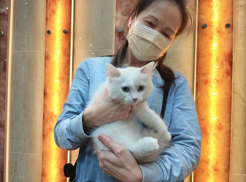孟買貓價格 孟買貓價格