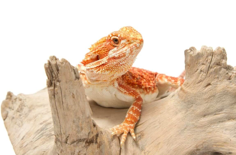 鬆獅蜥 飼養
