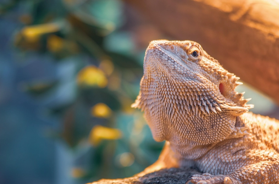 鬆獅蜥 飼養