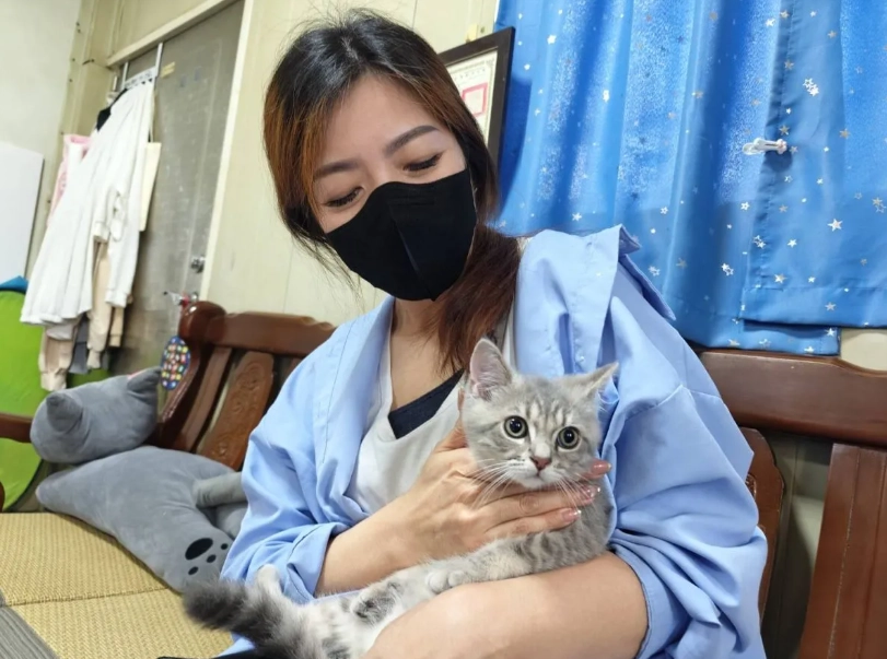 孟買貓價格 孟買貓價格