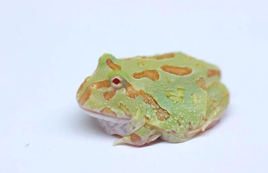 南美角蛙飼養